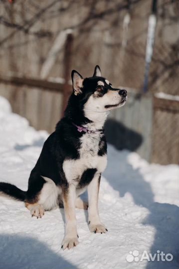 Джесс ищет дом