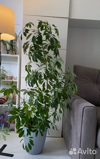 Шефлера 170 см