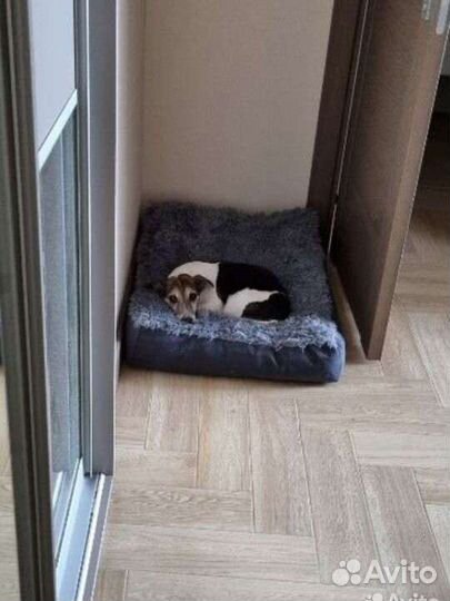 Лежанки собак, для крупных пород собак