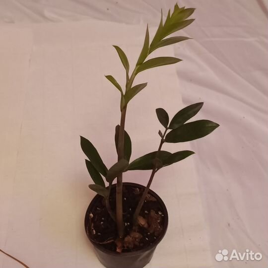 Замиакулькас долларовое дерево