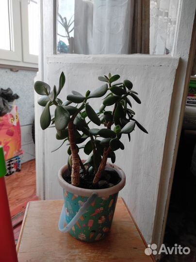 Денежное дерево толстянка