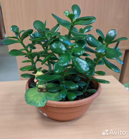 Денежная роща