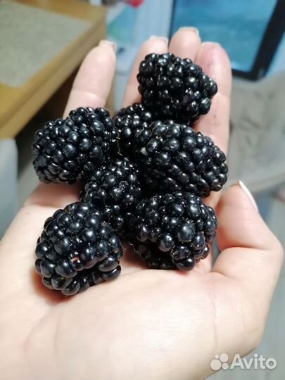 Ежевика, саженцы