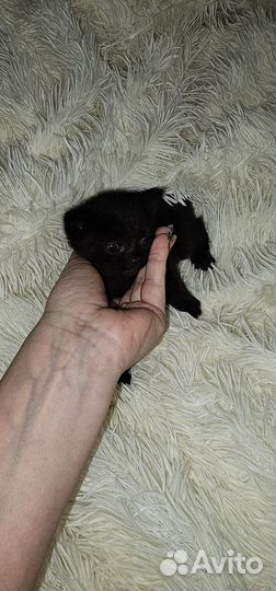 Котята в добрые руки бесплатно