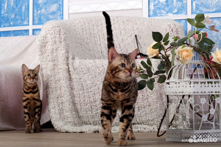 Кот на вязку (Бенгальский)