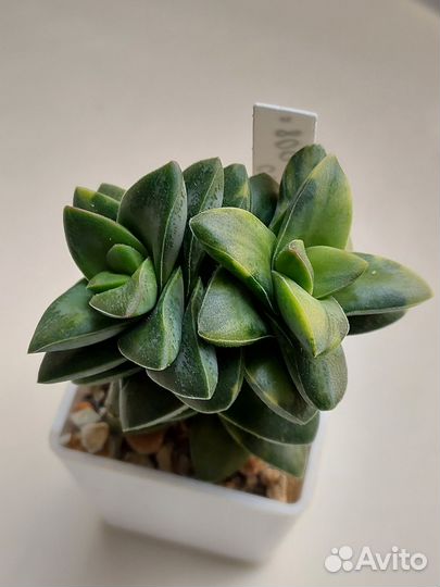 Крассула спрингтайм вариегатная