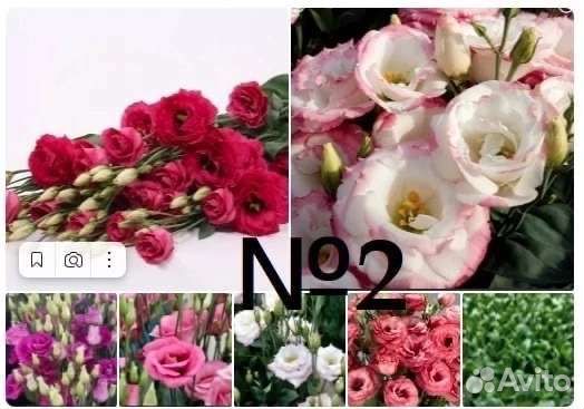 Эустома рассада