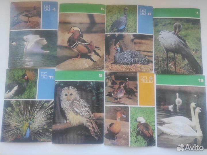 Набор открыток СССР Птицы московского зоопарка