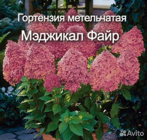 Гортензия метельчатая