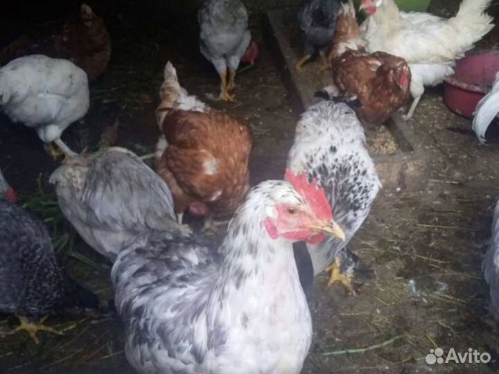 Куры молодки несушки