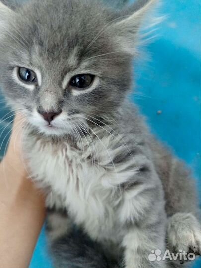 Отдам котенка в добрые руки