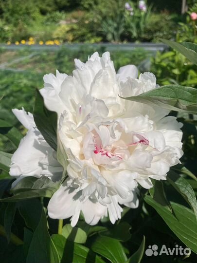 Пион Festiva Maksima