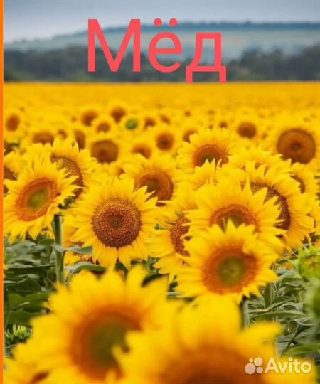 Мед с доставкой (подсолнух)