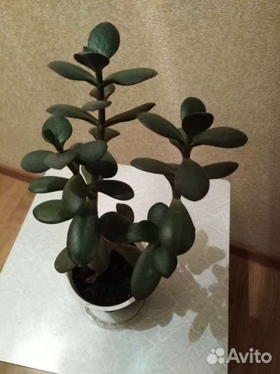 Каланхоэ, алоэ. Мяту забрали