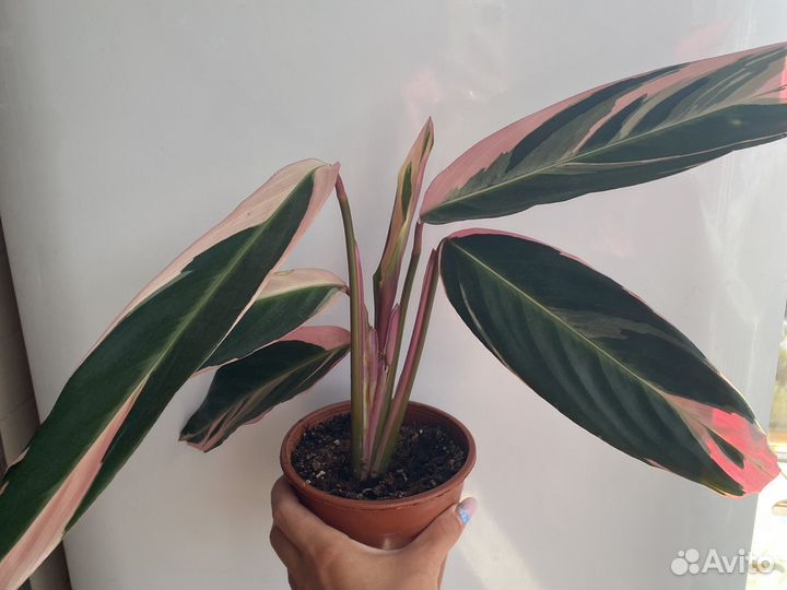 Строманта триколор