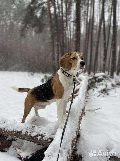 Бигль вязка