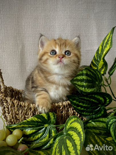 Шотландские котята с документами