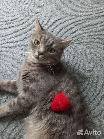 Кошка в дар