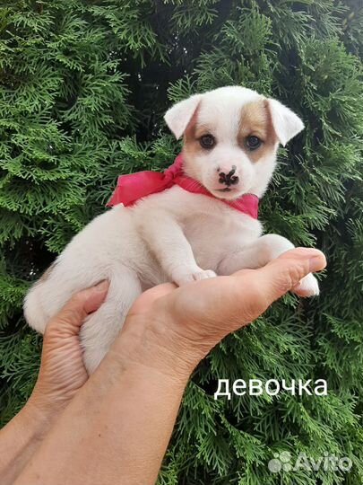 Собака в добрые руки щенок