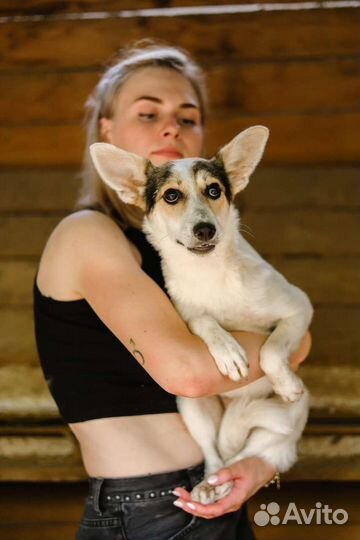 Очаровашка Мальта в добрые руки