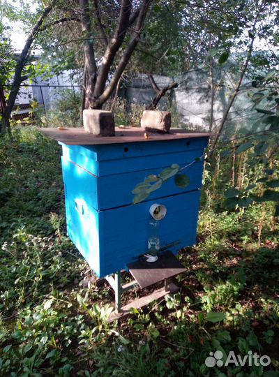 Продается пасека