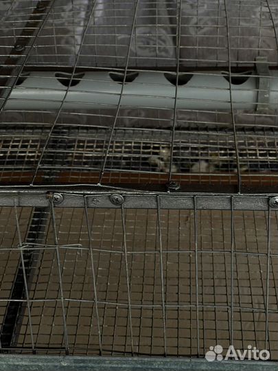 Клетки для перепелов б/у