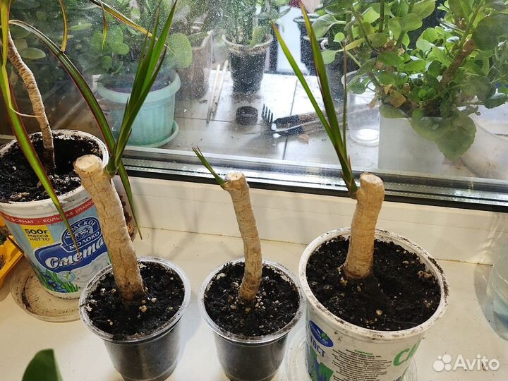 Комнатные растения цветы