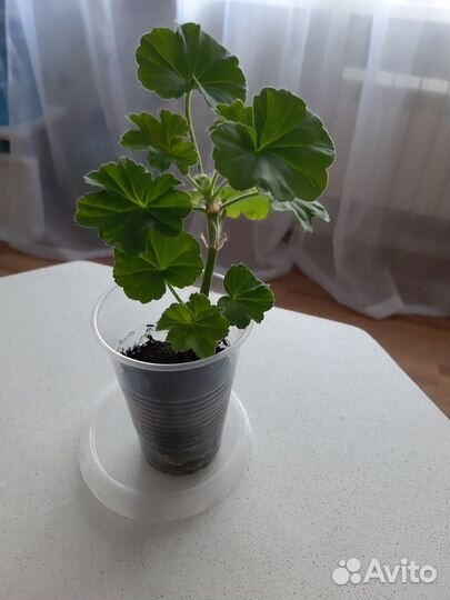 Пеларгония Леди Гертруда