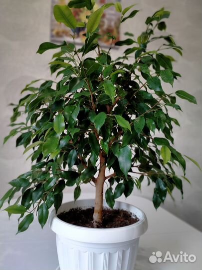 Фикус бенджамина для дома и офиса
