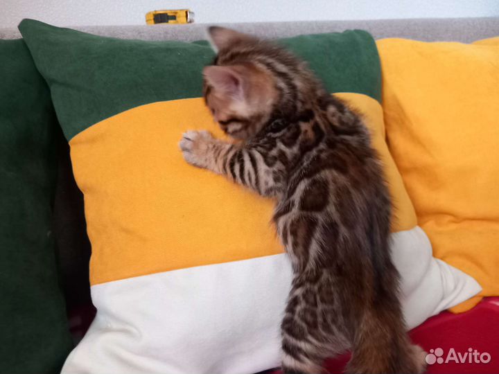 Бенгальские котята