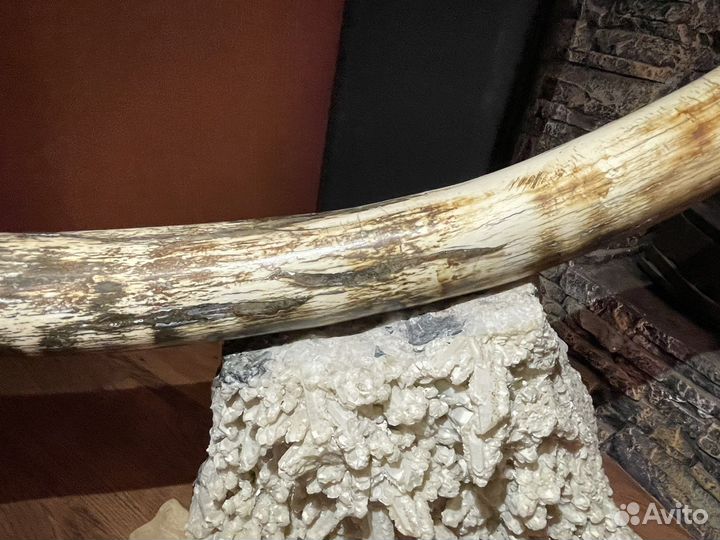 Бивень мамонта. Дизайнерский проект