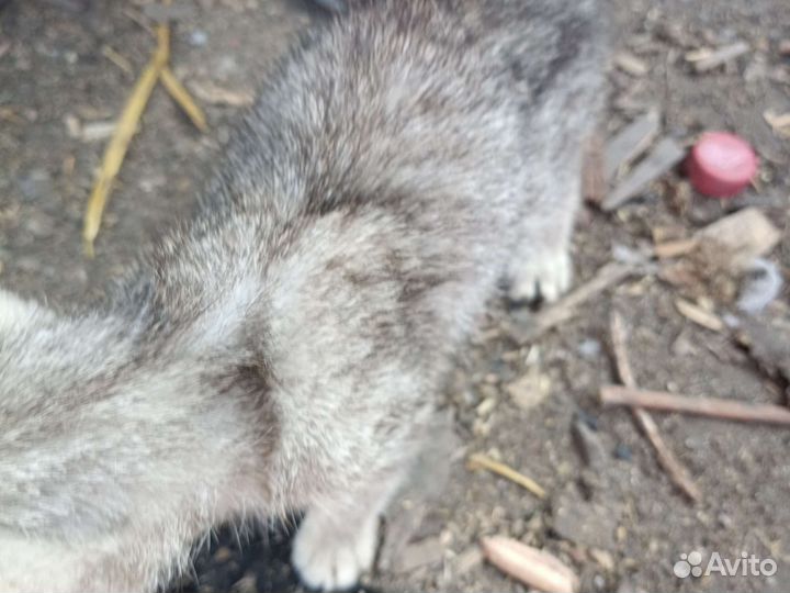 Отдам в добрые руки бесплатно котëнка