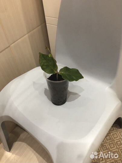 Жасмин самбак