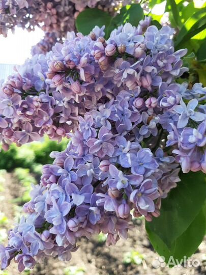 Сирень сортовая махровая