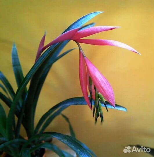 Бильбергия 