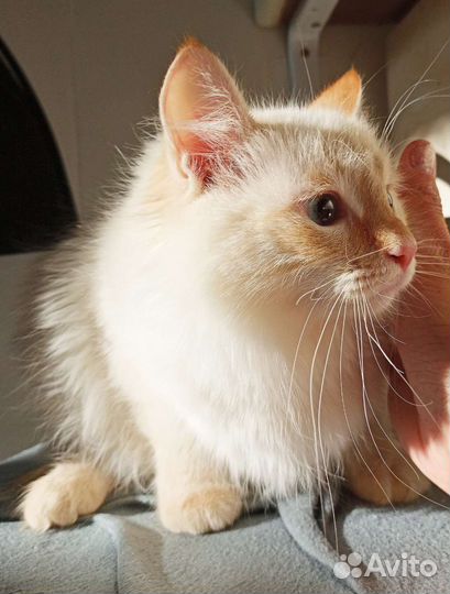 Котята бесплатно
