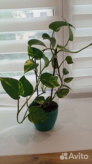 Сциндапсуса (вьюн)