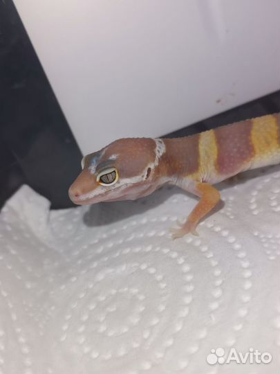 Эублефар 2023