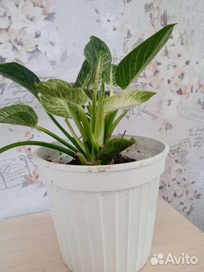 Филодендрон биркин