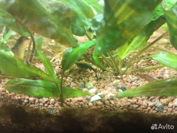 Продам готовый аквариум