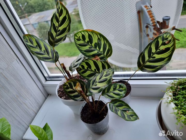 Калатея Макоя