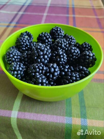 Саженцы ежевики