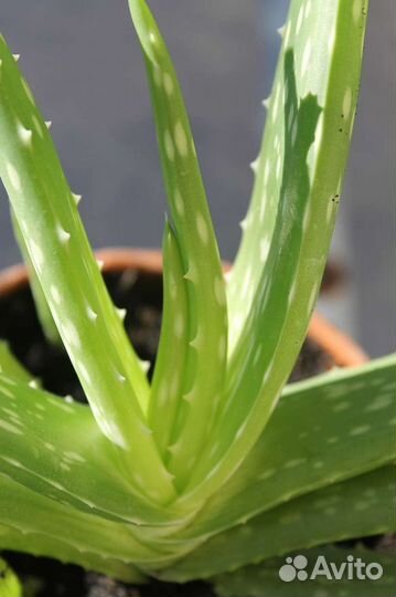 Алоэ Вера и Древовидное лечебное