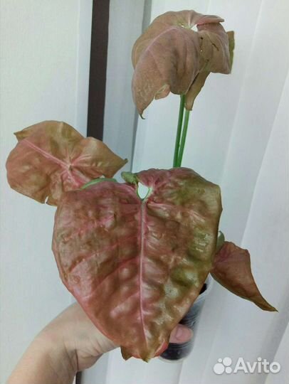 Сингониумы сортовые