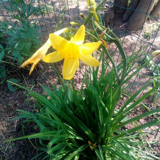 Лилии. Лилейники сортовые