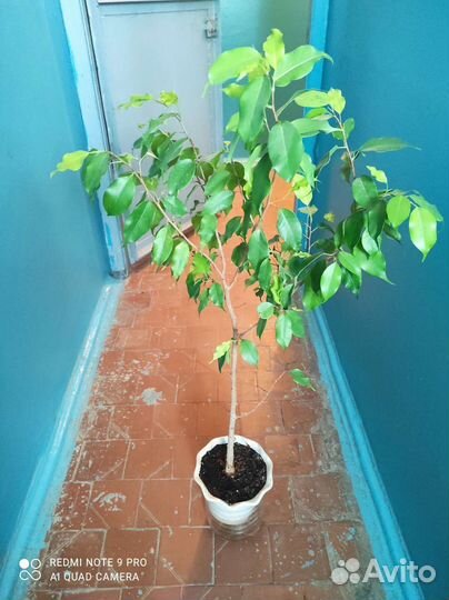 Фикус бенджамина