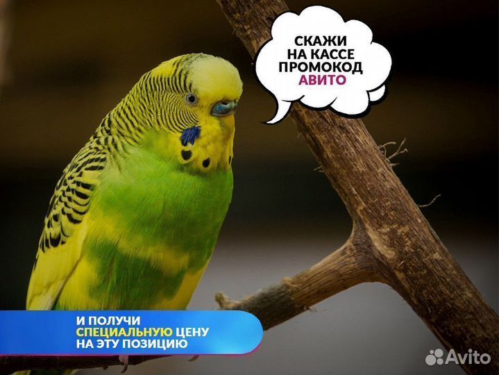 Песчанка природная