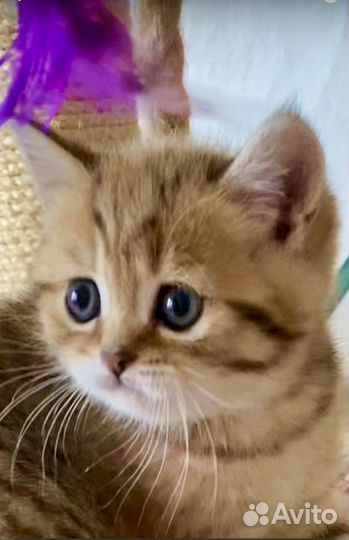 Шотландские золотые мальчики)