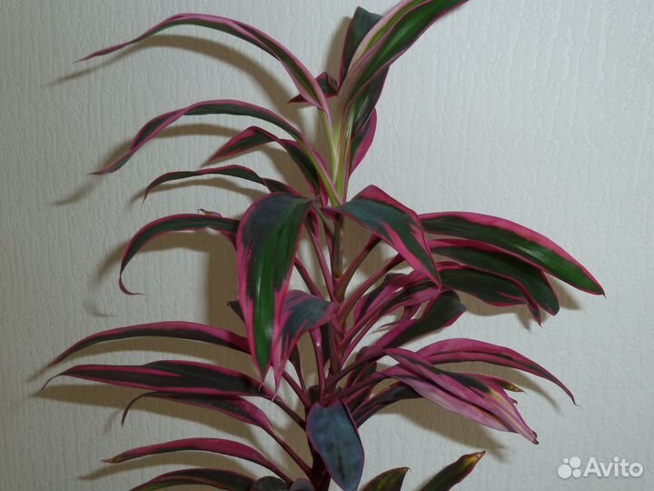 Пальмы - Кордилина и Драцена, Спатифиллум