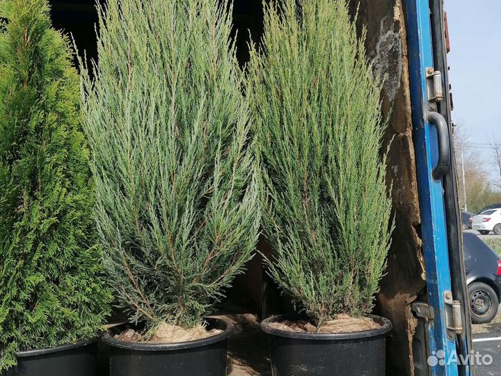 Можжевельник блю арроу
